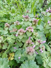 Lamium purpureum