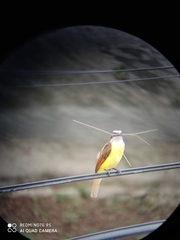 Pitangus sulphuratus