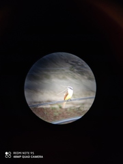 Pitangus sulphuratus