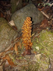 Conopholis panamensis
