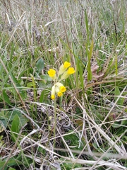 Primula veris