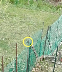 Phoenicurus phoenicurus