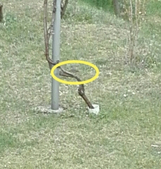 Phoenicurus phoenicurus