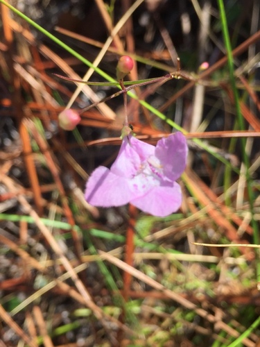 Agalinis divaricata (Chapm.) Pennell