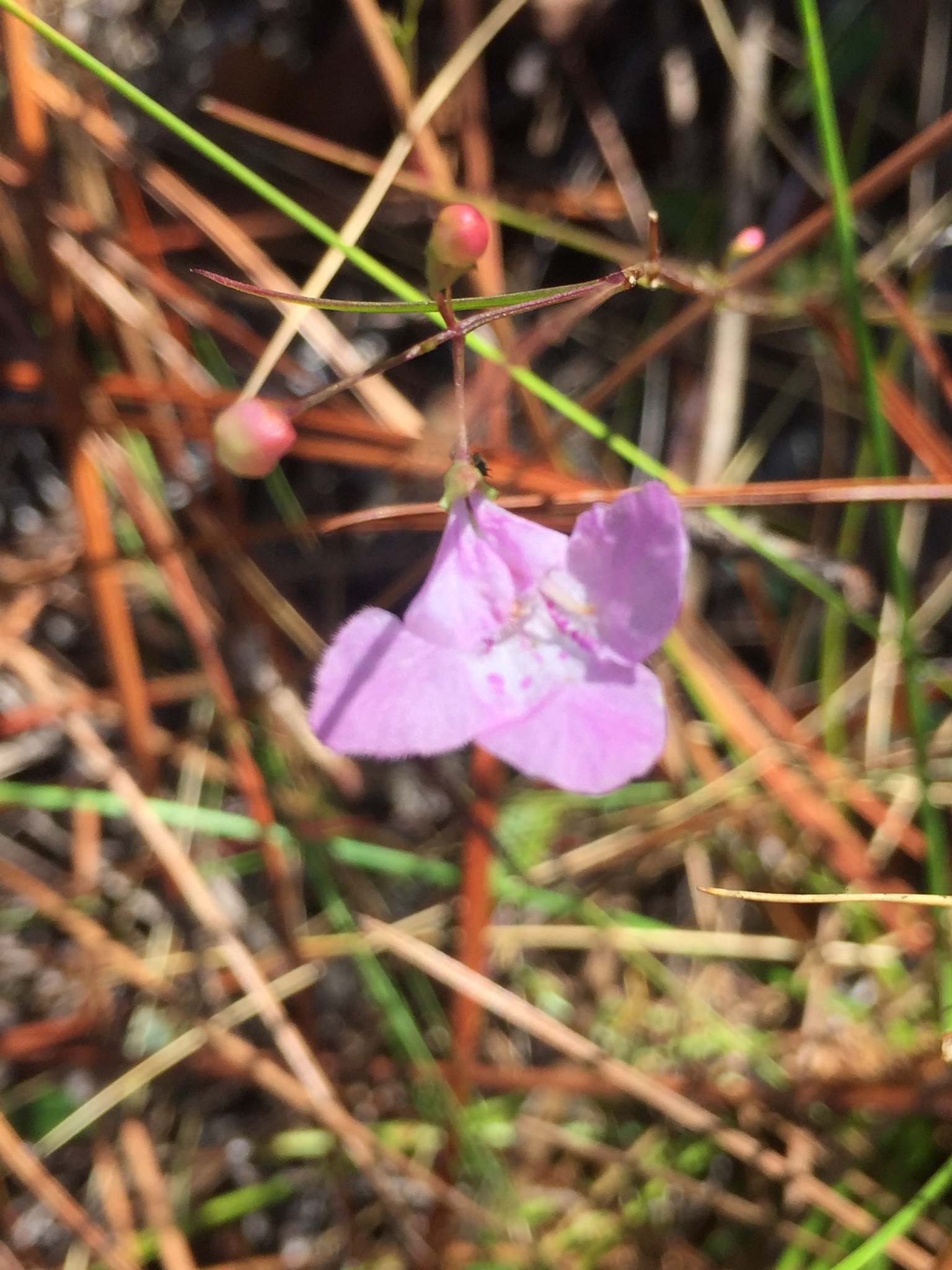 Agalinis divaricata