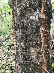 Cassia fistula