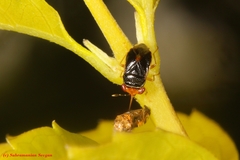 Geocoris ruficeps