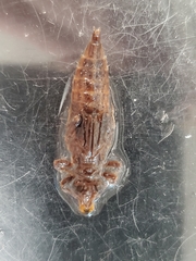 Arigomphus