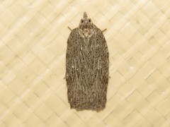 Acleris maximana