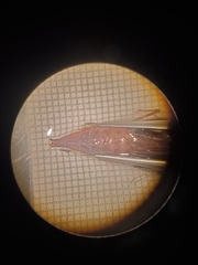 Arigomphus