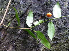 Passiflora tetrandra