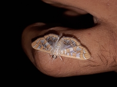 Nausinoe