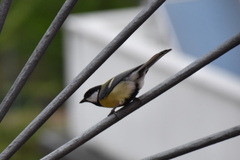 Parus major