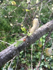 Salix caprea