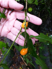 Passiflora tetrandra