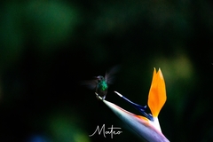 Chlorostilbon melanorhynchus