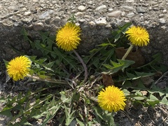 Taraxacum officinale
