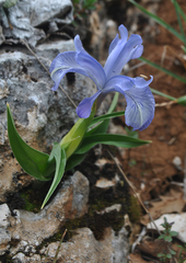 Iris nusairiensis