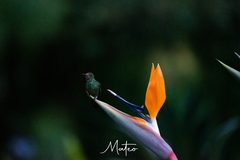 Chlorostilbon melanorhynchus