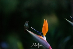 Chlorostilbon melanorhynchus