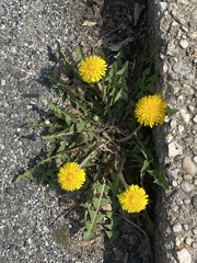 Taraxacum officinale