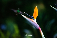 Chlorostilbon melanorhynchus