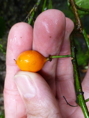 Passiflora tetrandra