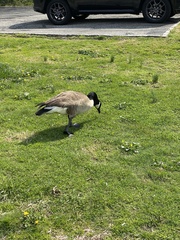 Branta canadensis