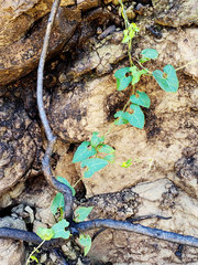 Calystegia sepium limnophila