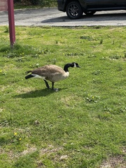 Branta canadensis