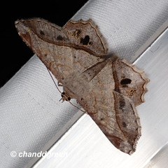 Chiasmia monticolaria
