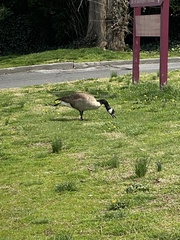 Branta canadensis