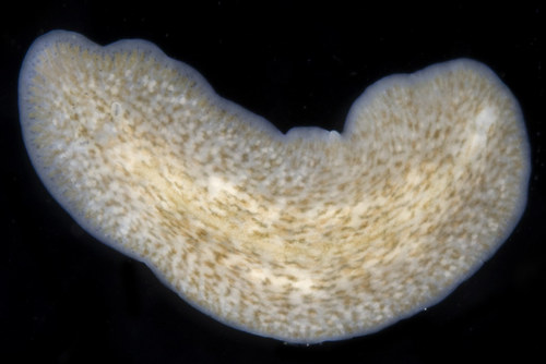 Stylochus ellipticus