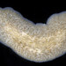 Stylochus ellipticus - Photo (c) smithsonian_marinegeo, μερικά δικαιώματα διατηρούνται (CC BY-NC-SA), uploaded by smithsonian_marinegeo