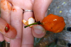 Passiflora tetrandra
