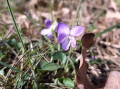 Viola rupestris