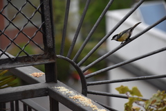 Parus major