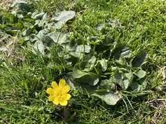 Ficaria verna