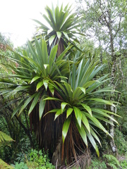 Cordyline indivisa