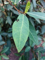 Magnoliopsida