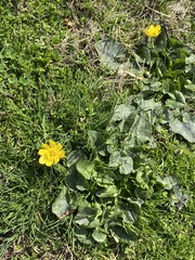 Ficaria verna