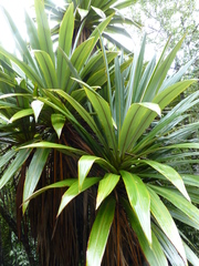 Cordyline indivisa