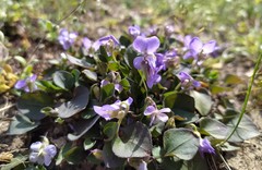 Viola rupestris