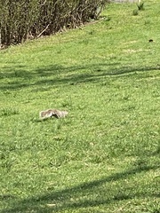 Sciurus carolinensis