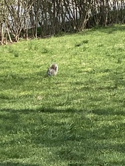 Sciurus carolinensis