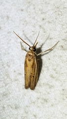 Fissicrambus quadrinotellus