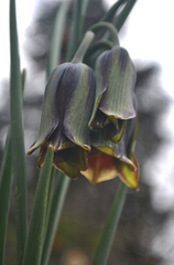Fritillaria