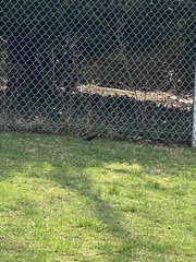 Sturnus vulgaris