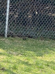Sturnus vulgaris