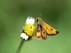 Taractrocera nigrolimbata